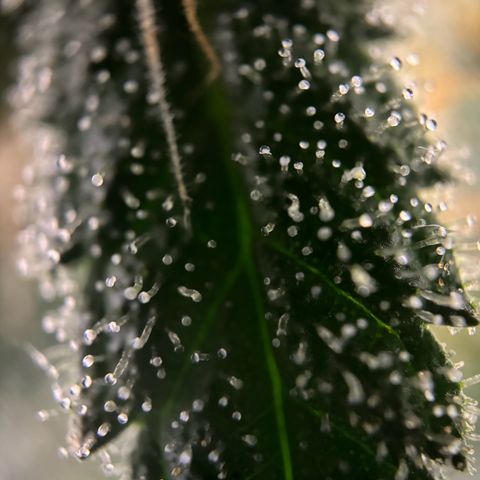 Frosted Guava growlog timeline photo