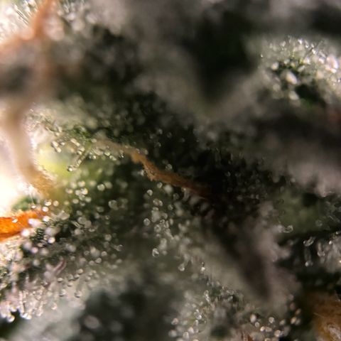 Frosted Guava growlog timeline photo