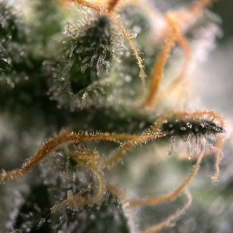 Frosted Guava growlog timeline photo