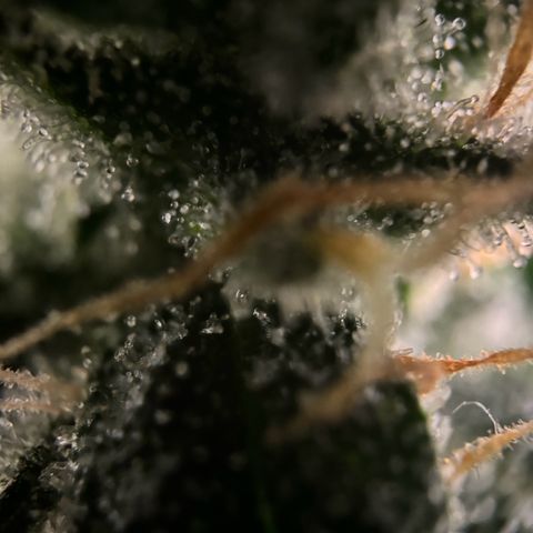 Frosted Guava growlog timeline photo