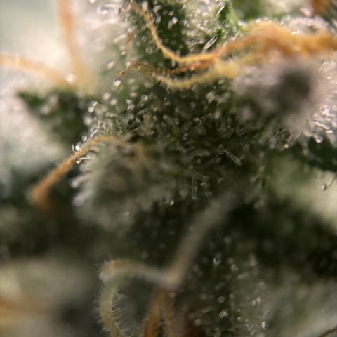 Frosted Guava growlog timeline photo