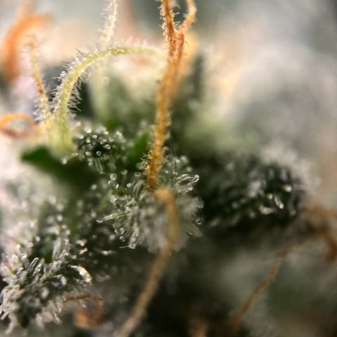 Frosted Guava growlog timeline photo