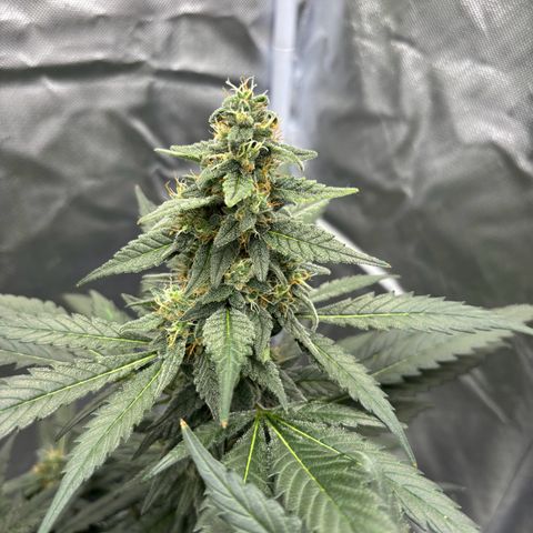 Frosted Guava growlog timeline photo