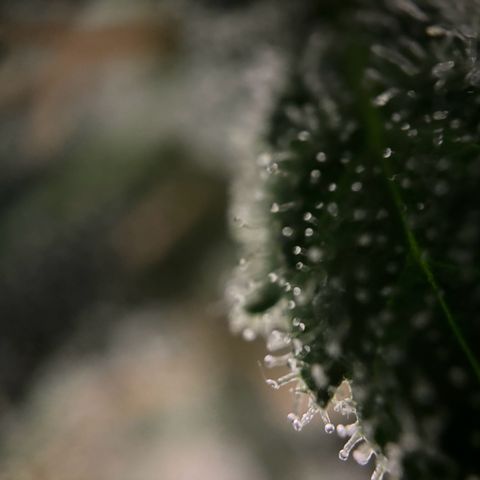 Frosted Guava growlog timeline photo