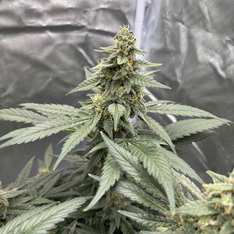 Frosted Guava growlog photo: Flushing begonnen
PH: 6.25
Wasser:2L