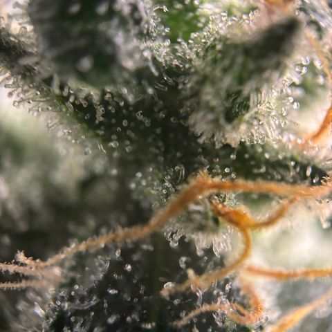 Frosted Guava growlog photo: Flushing begonnen
PH: 6.25
Wasser:2L