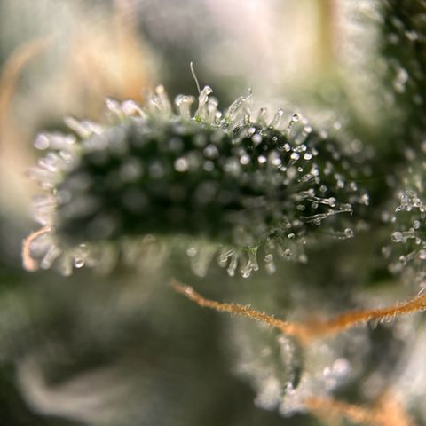 Frosted Guava growlog photo: Flushing begonnen
PH: 6.25
Wasser:2L