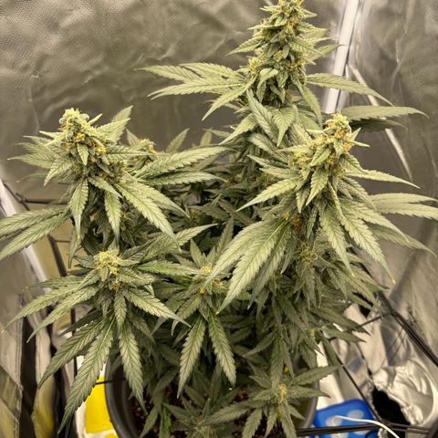 Frosted Guava growlog photo: Flushing begonnen
PH: 6.25
Wasser:2L