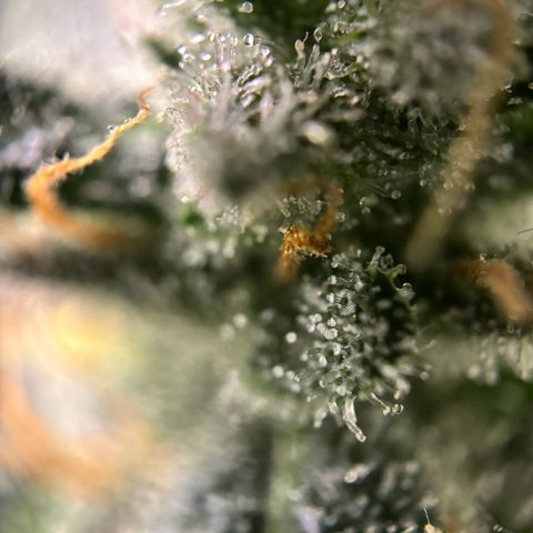 Frosted Guava growlog photo: Flushing begonnen
PH: 6.25
Wasser:2L