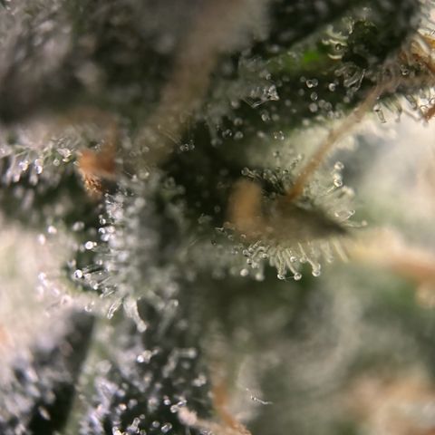 Frosted Guava growlog photo: Flushing begonnen
PH: 6.25
Wasser:2L