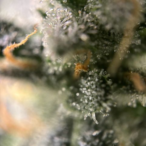 Frosted Guava growlog photo: Flushing begonnen
PH: 6.25
Wasser:2L