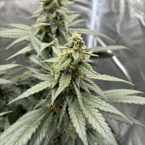 Frosted Guava growlog photo: Flushing begonnen
PH: 6.25
Wasser:2L