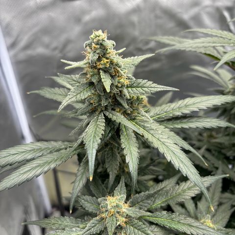Frosted Guava growlog photo: Flushing begonnen
PH: 6.25
Wasser:2L