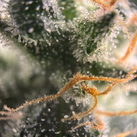 Frosted Guava growlog photo: Flushing begonnen
PH: 6.25
Wasser:2L