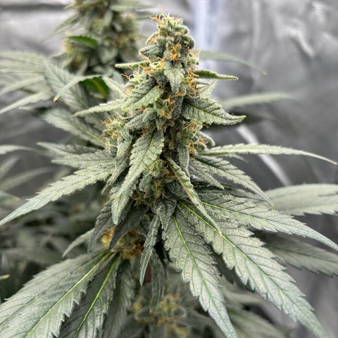Frosted Guava growlog timeline photo