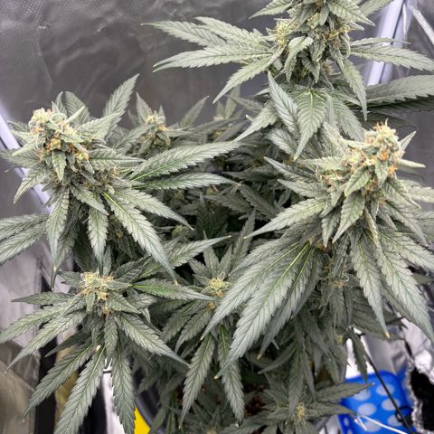 Frosted Guava growlog timeline photo