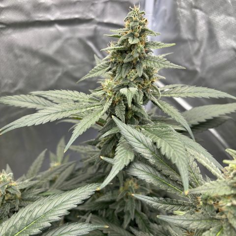 Frosted Guava growlog timeline photo