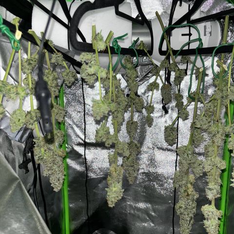 Frosted Guava growlog timeline photo