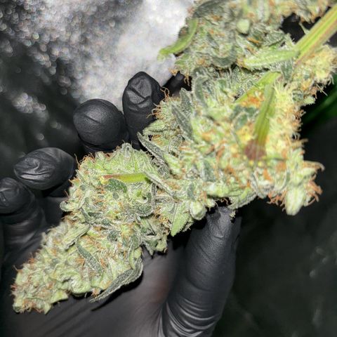 Frosted Guava growlog timeline photo