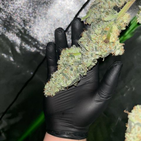Frosted Guava growlog timeline photo