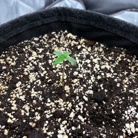 Gelato auto growlog timeline photo