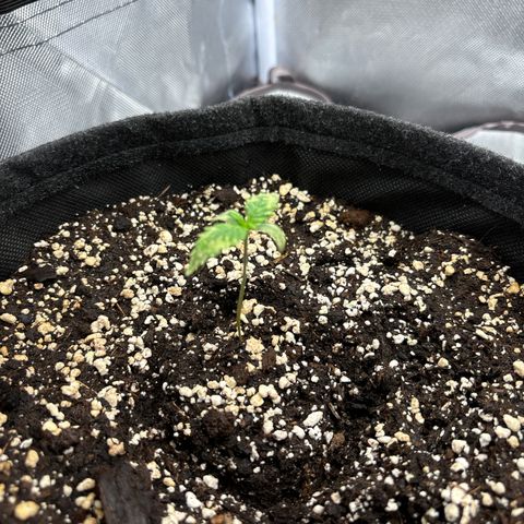 Gelato auto growlog timeline photo