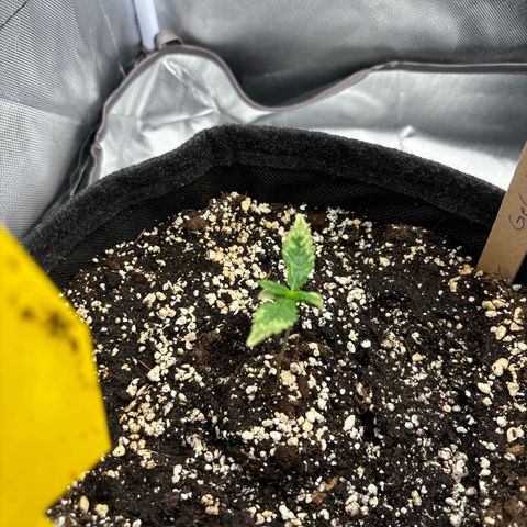 Gelato auto growlog timeline photo