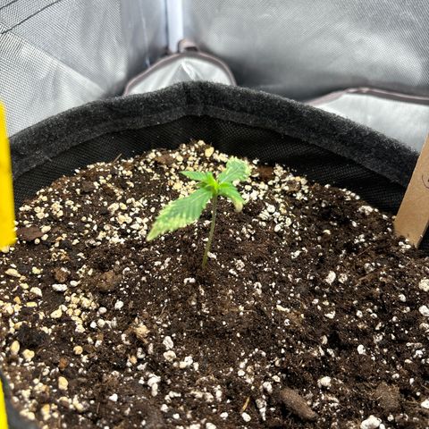 Gelato auto growlog timeline photo