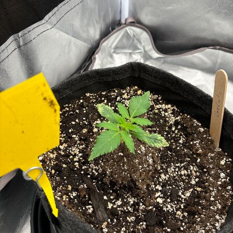 Gelato auto growlog timeline photo