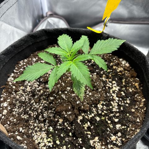 Gelato auto growlog timeline photo