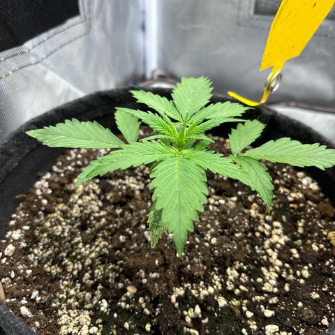 Gelato auto growlog timeline photo