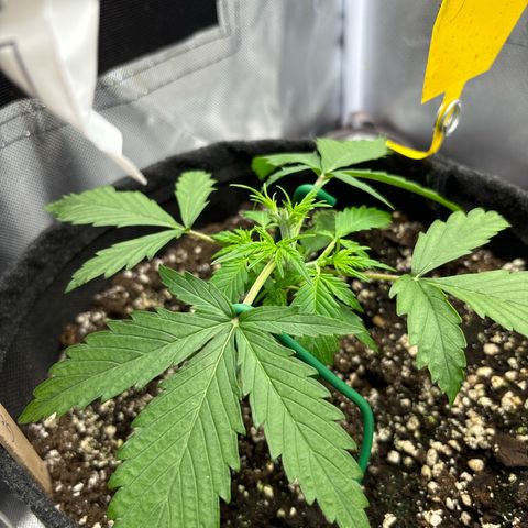 Gelato auto growlog timeline photo