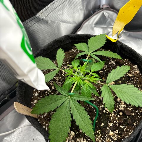 Gelato auto growlog timeline photo