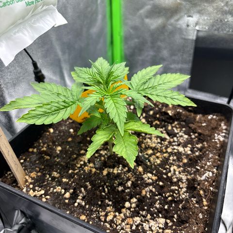 Lemon Haze auto  growlog timeline photo