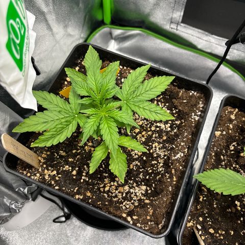Lemon Haze auto  growlog timeline photo