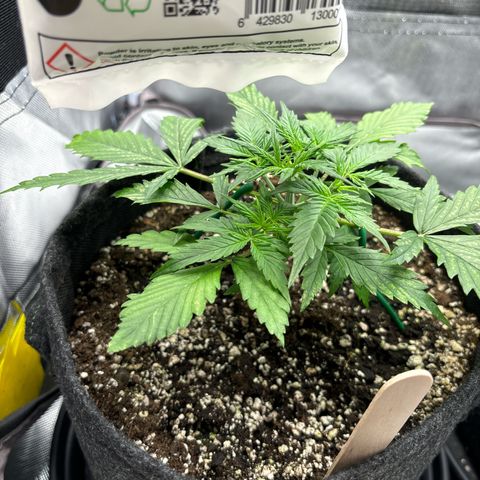 Gelato auto growlog timeline photo