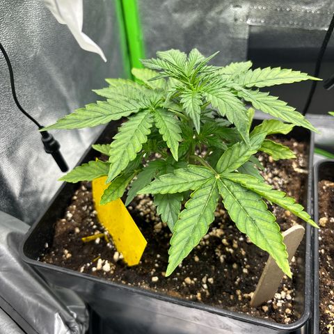 Lemon Haze auto  growlog timeline photo