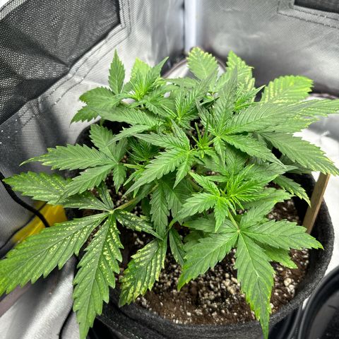 Gelato auto growlog timeline photo