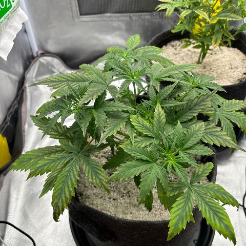 Gelato auto growlog timeline photo