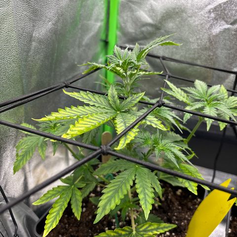 Lemon Haze auto  growlog timeline photo