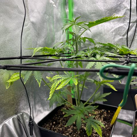Lemon Haze auto  growlog timeline photo