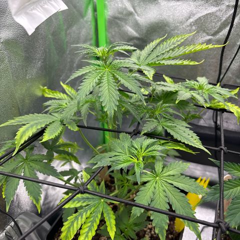 Lemon Haze auto  growlog timeline photo