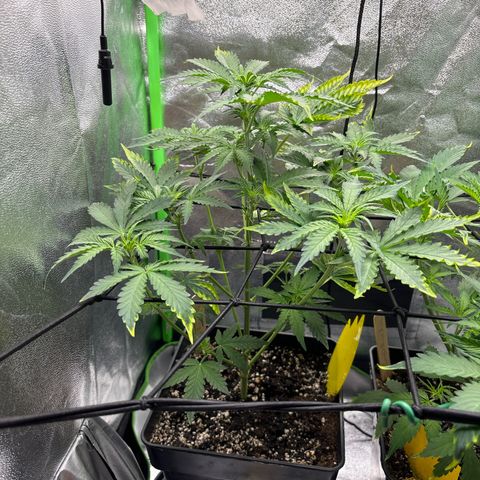 Lemon Haze auto  growlog timeline photo