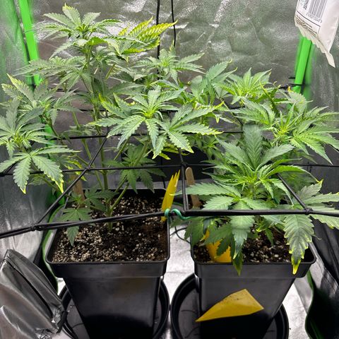 Lemon Haze auto  growlog timeline photo