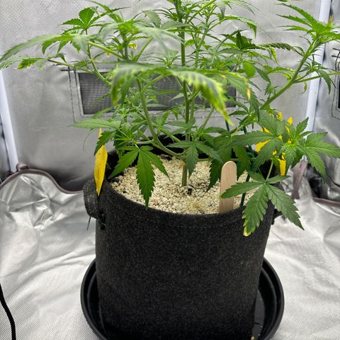 Gelato auto growlog timeline photo