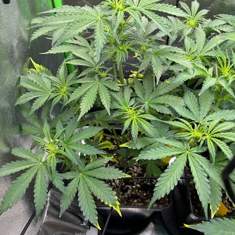 Lemon Haze auto  growlog timeline photo