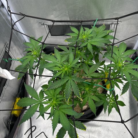 Gelato auto growlog timeline photo