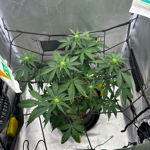 Gelato auto growlog timeline photo