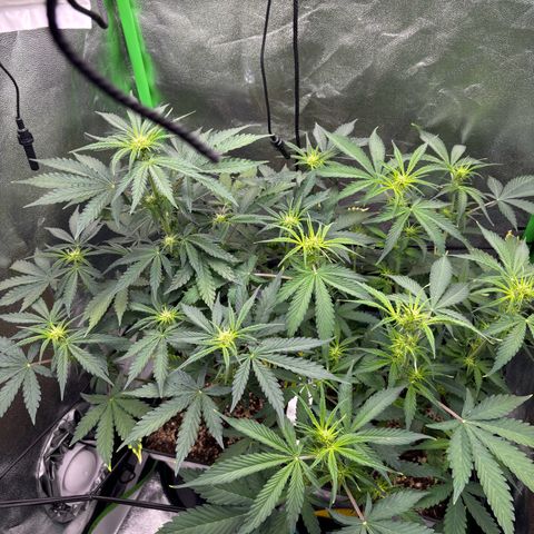 Lemon Haze auto  growlog timeline photo