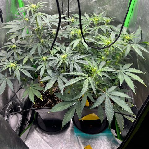 Lemon Haze auto  growlog timeline photo